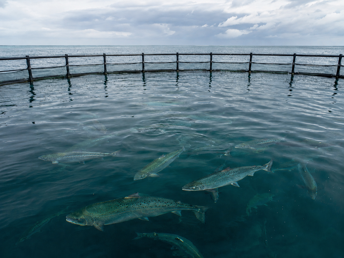 Saumons élevés en mer au large de Cherbourg