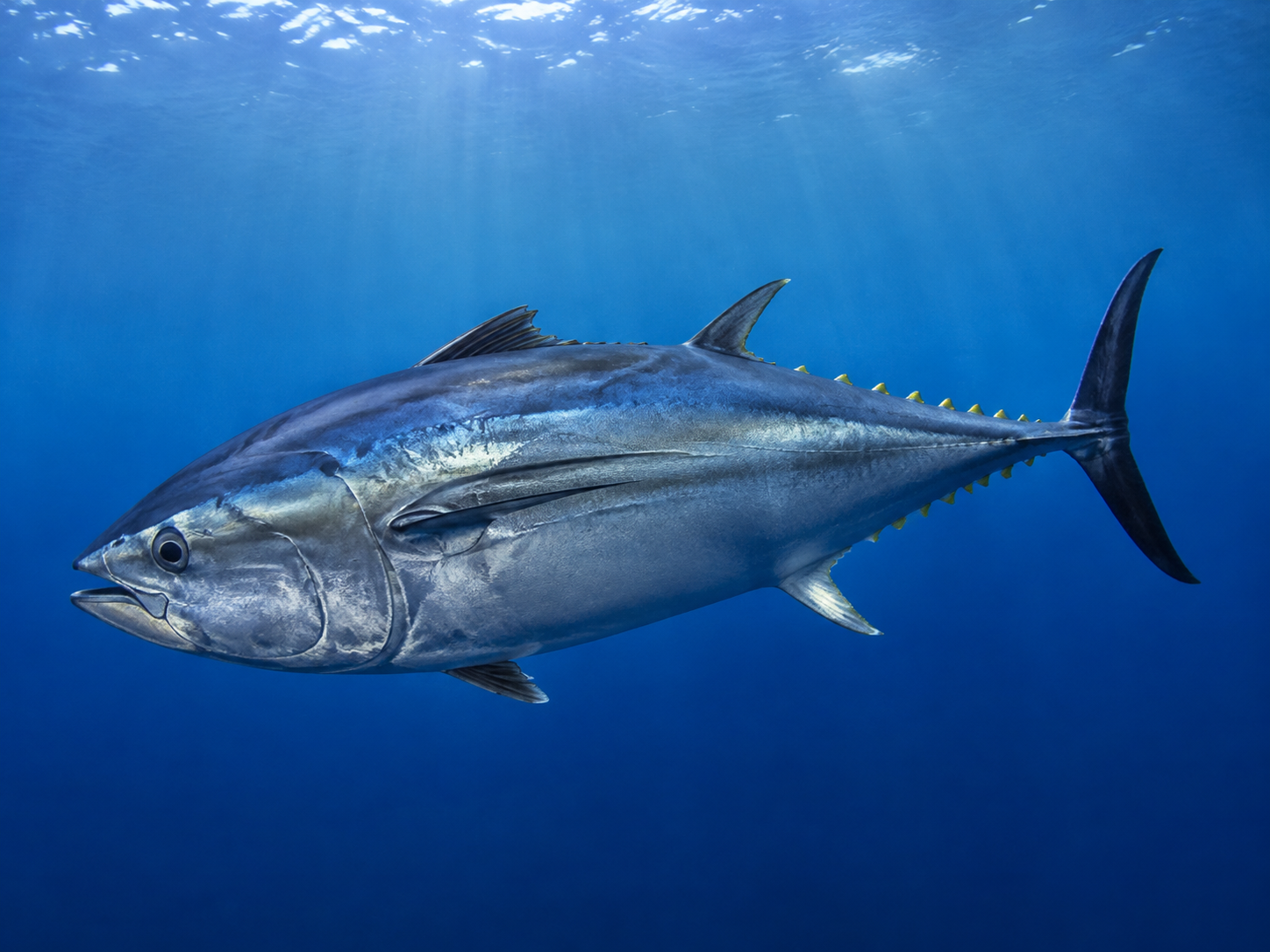Thon rouge nageant en pleine mer