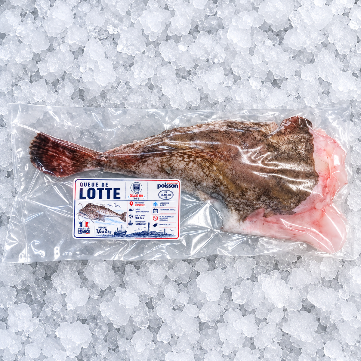 Queue de lotte de Roscoff 1,6 à 2 kg